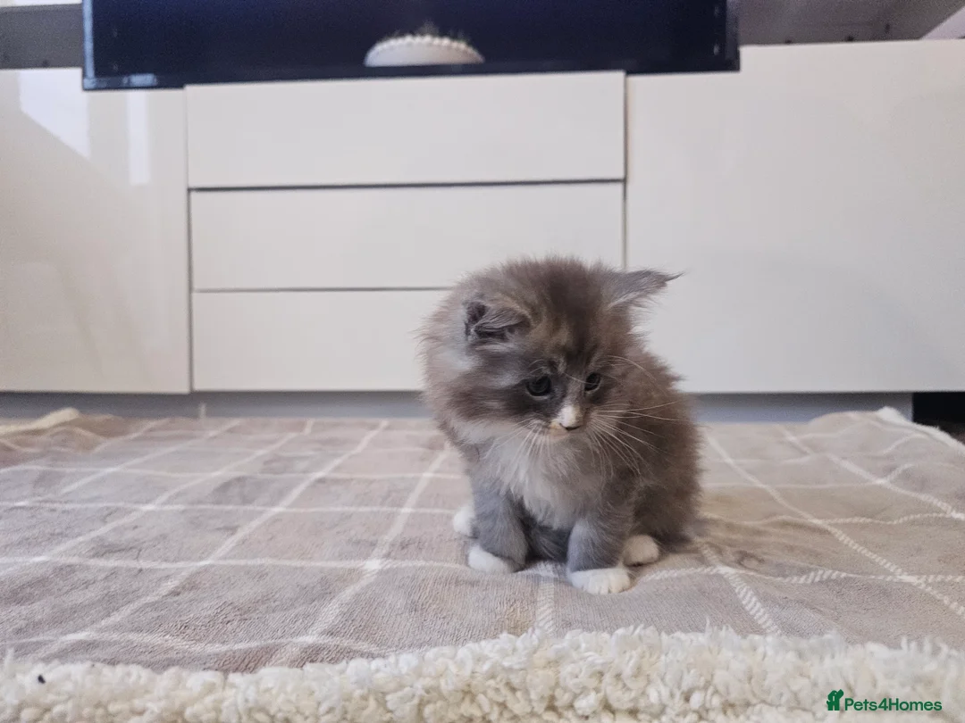 Ragcoon cats for sale: Adorable Maine Coon x Ragdoll Kittens - Advert 19