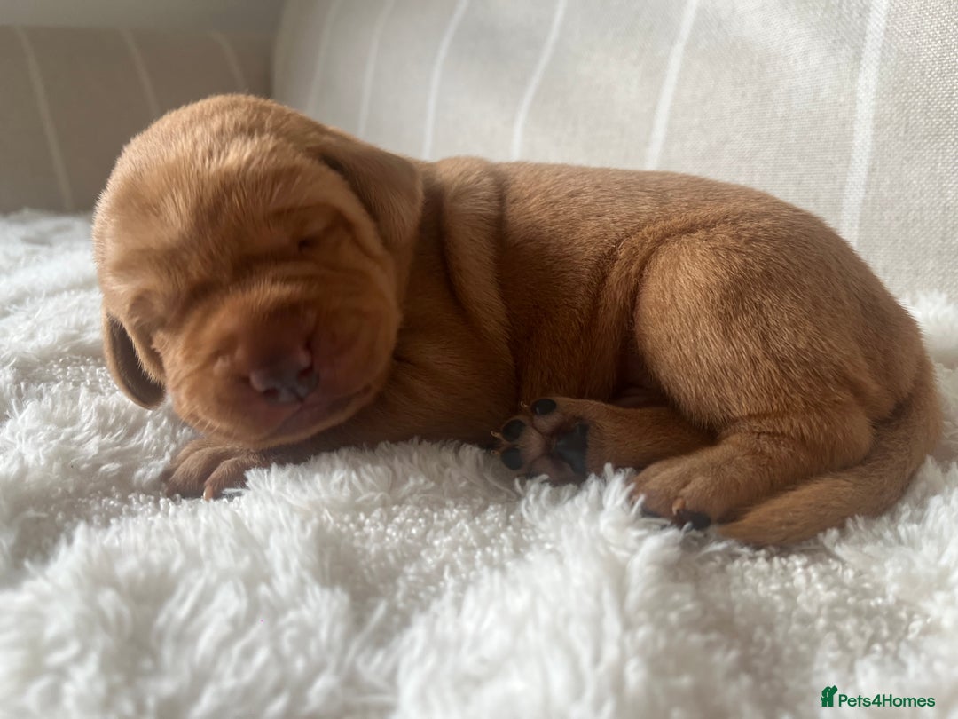 Labrador Retriever dogs for sale: 🌟 5 Star KC Registered FOX RED & YELLOW Labradors - Advert 16