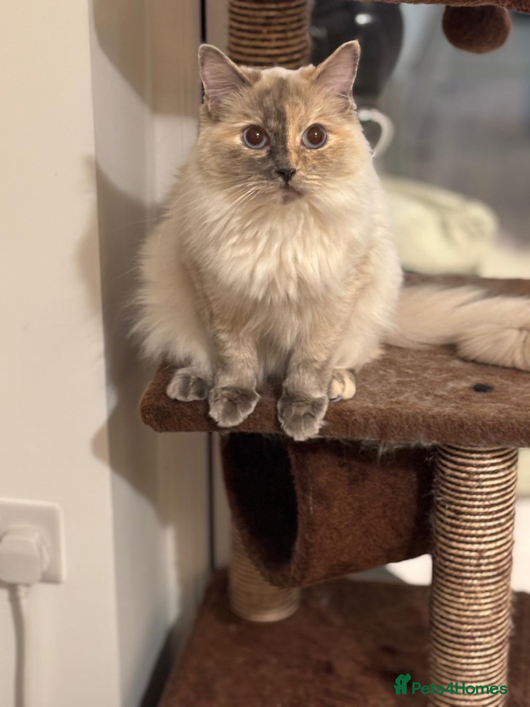 Ragdoll cats for sale: Beautiful ragdoll looking to rehome - Image 5