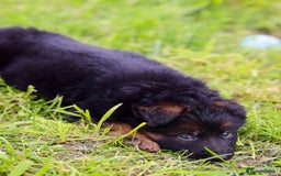 German Shepherd dogs for sale: 🐾🖤 Top-Quality Purebred German Shepherd Puppies - Image 16