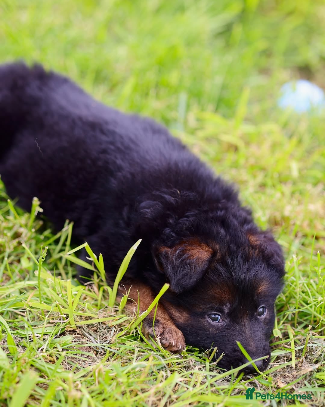 German Shepherd dogs for sale: 🐾🖤 Top-Quality Purebred German Shepherd Puppies - Image 16