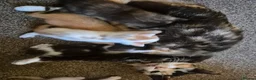 Mixed Breed cats for sale: 5 Gorgeous kittens for sale in Bedford - Advert 2