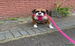 Boxer dogs for sale: Beautiful boxer puppies available  - Image 7