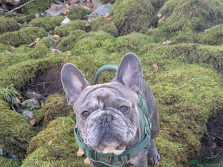 French Bulldog dogs in Alexandria - Advert 20