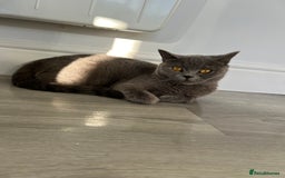 British Shorthair cats for sale: British shorthair female  - Image 2