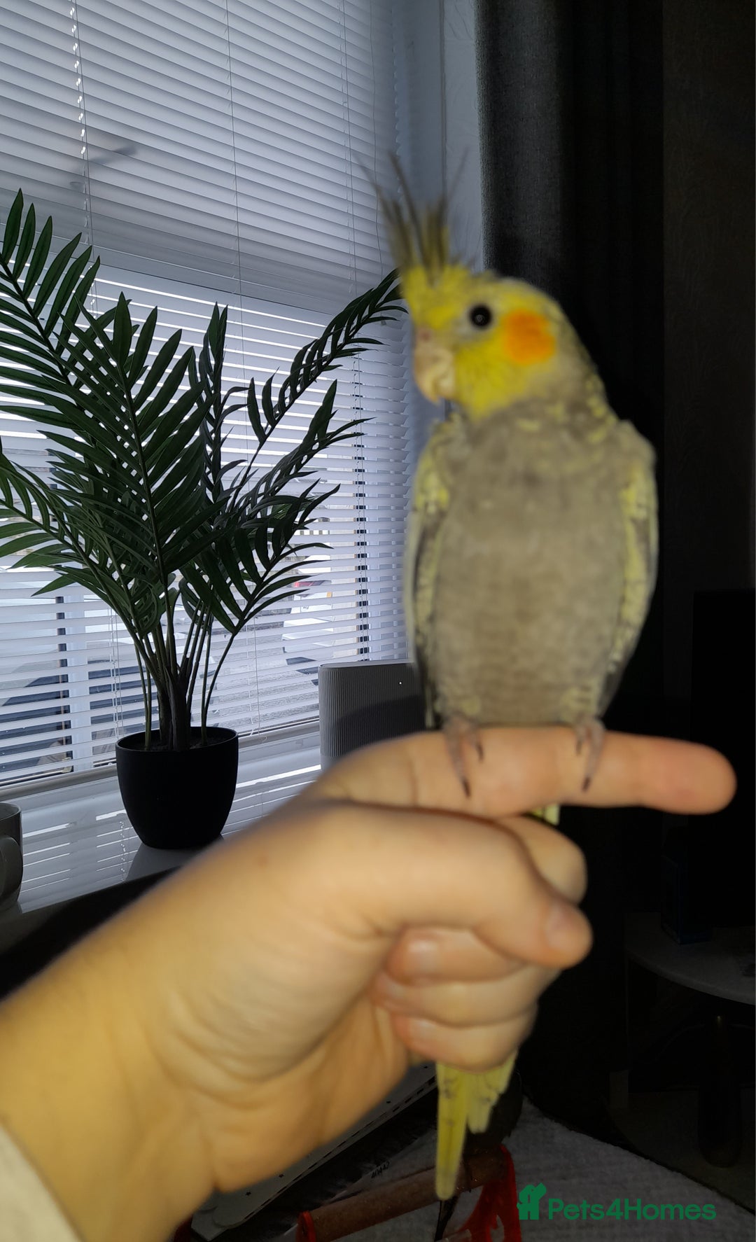 Cockatiels birds for sale: Beautiful cockatiels - Advert 2