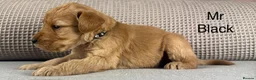 Goldendoodle dogs for sale: HEREDITARY HEALTH TESTED MUM. DNA TESTED DAD - Advert 6