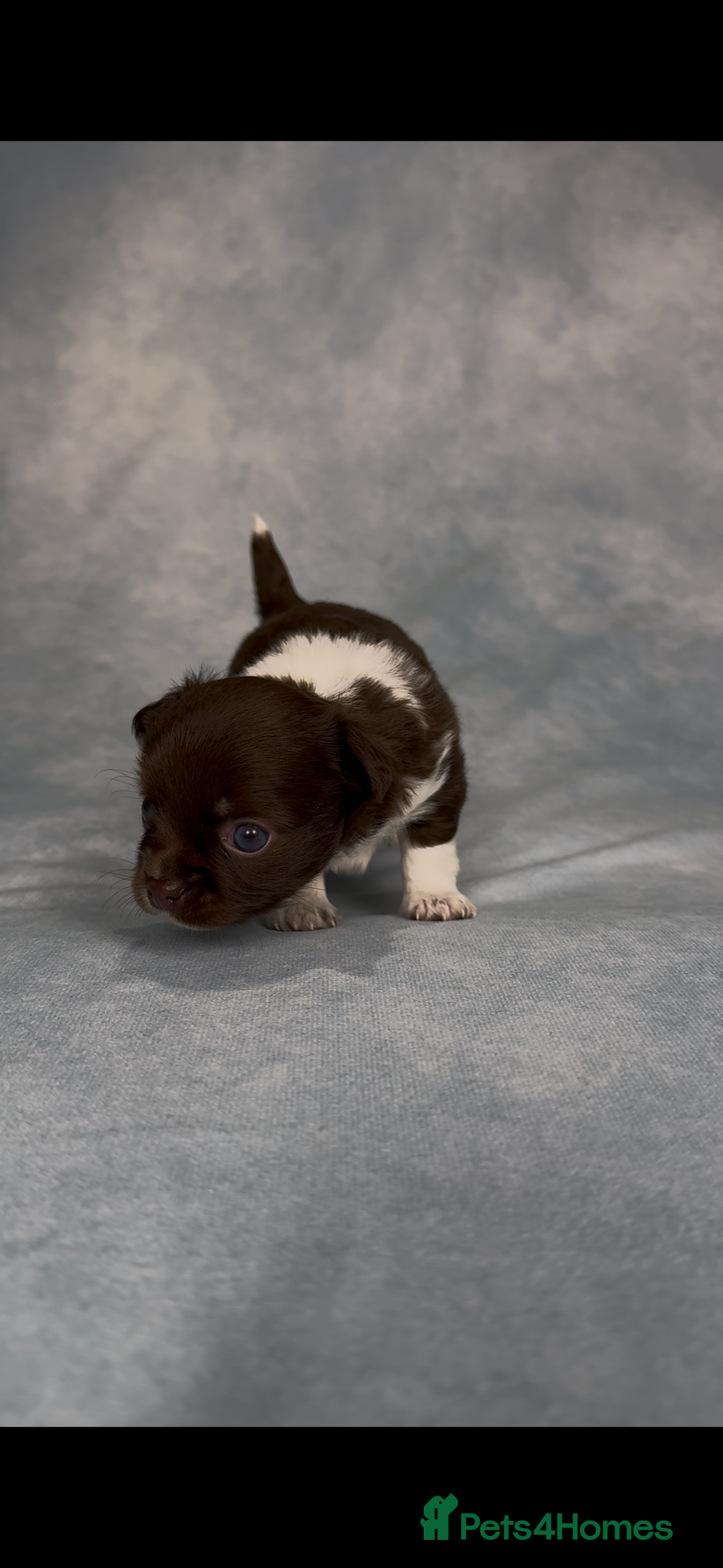 Chihuahua dogs for sale: Chihuahua puppies available on  ** s  - Advert 8