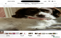 Sprocker dogs for sale: Sprocker puppy  - Image 3