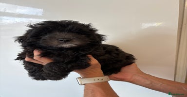 Maltipoo dogs - Advert 1