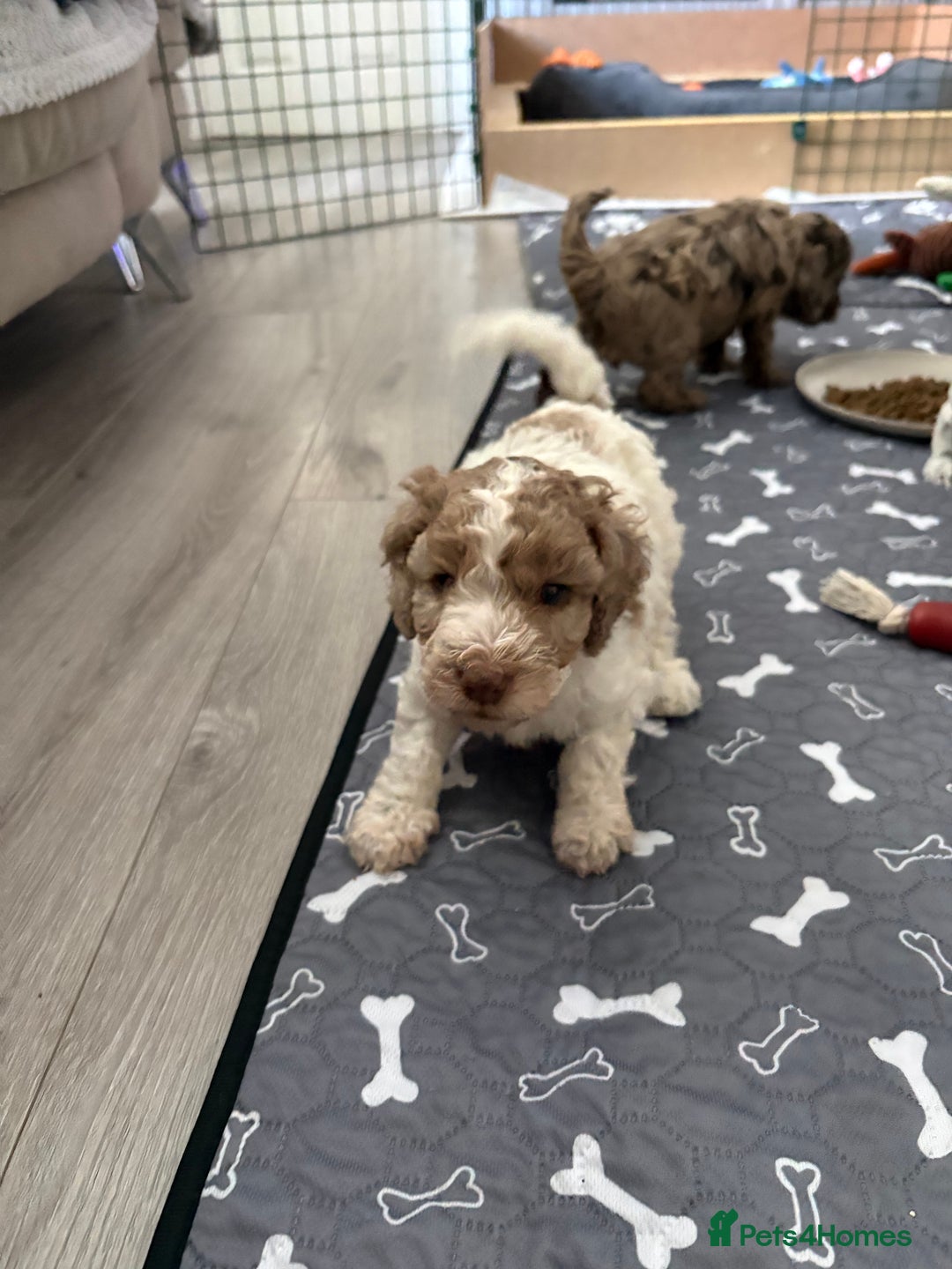 Mixed Breed cats for sale: 11 weeks old cockapoo called Bruce. Ready to go. - Advert 7
