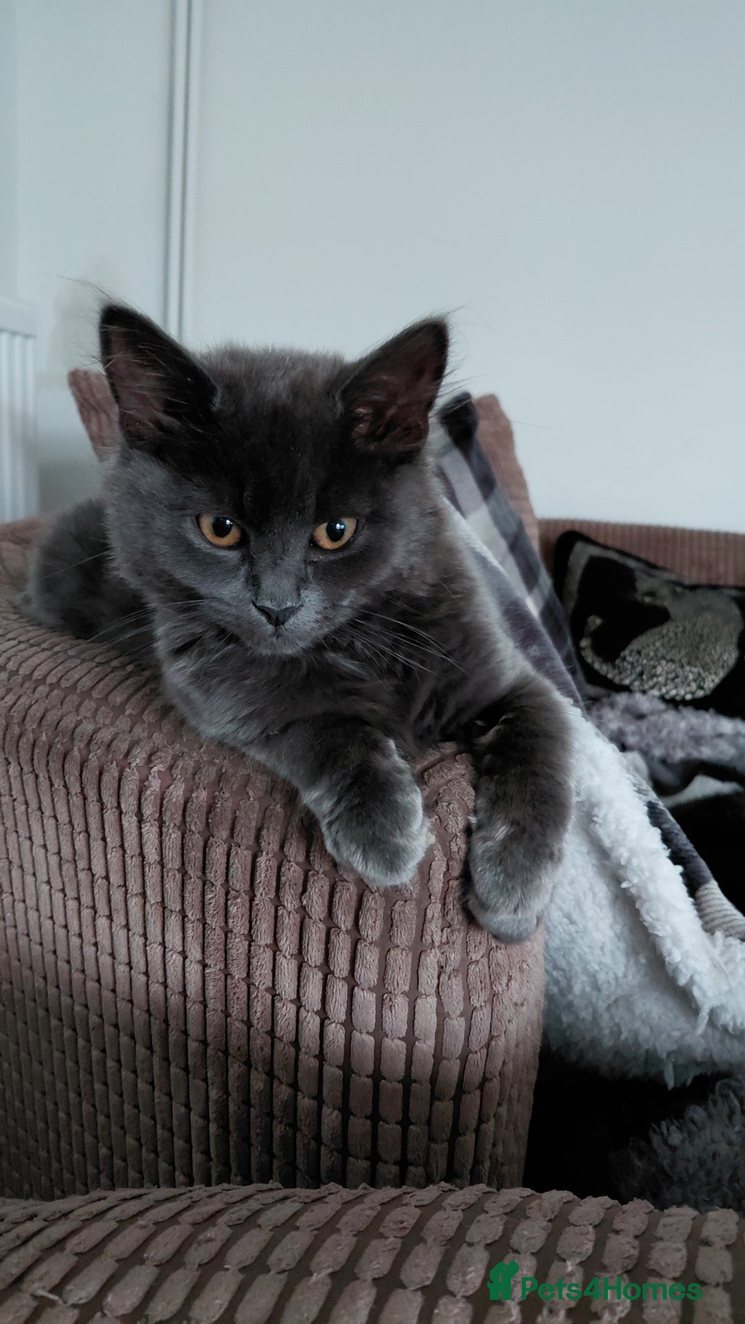 Mixed Breed cats for sale: 2 gorgeous boys for rehome - Advert 11