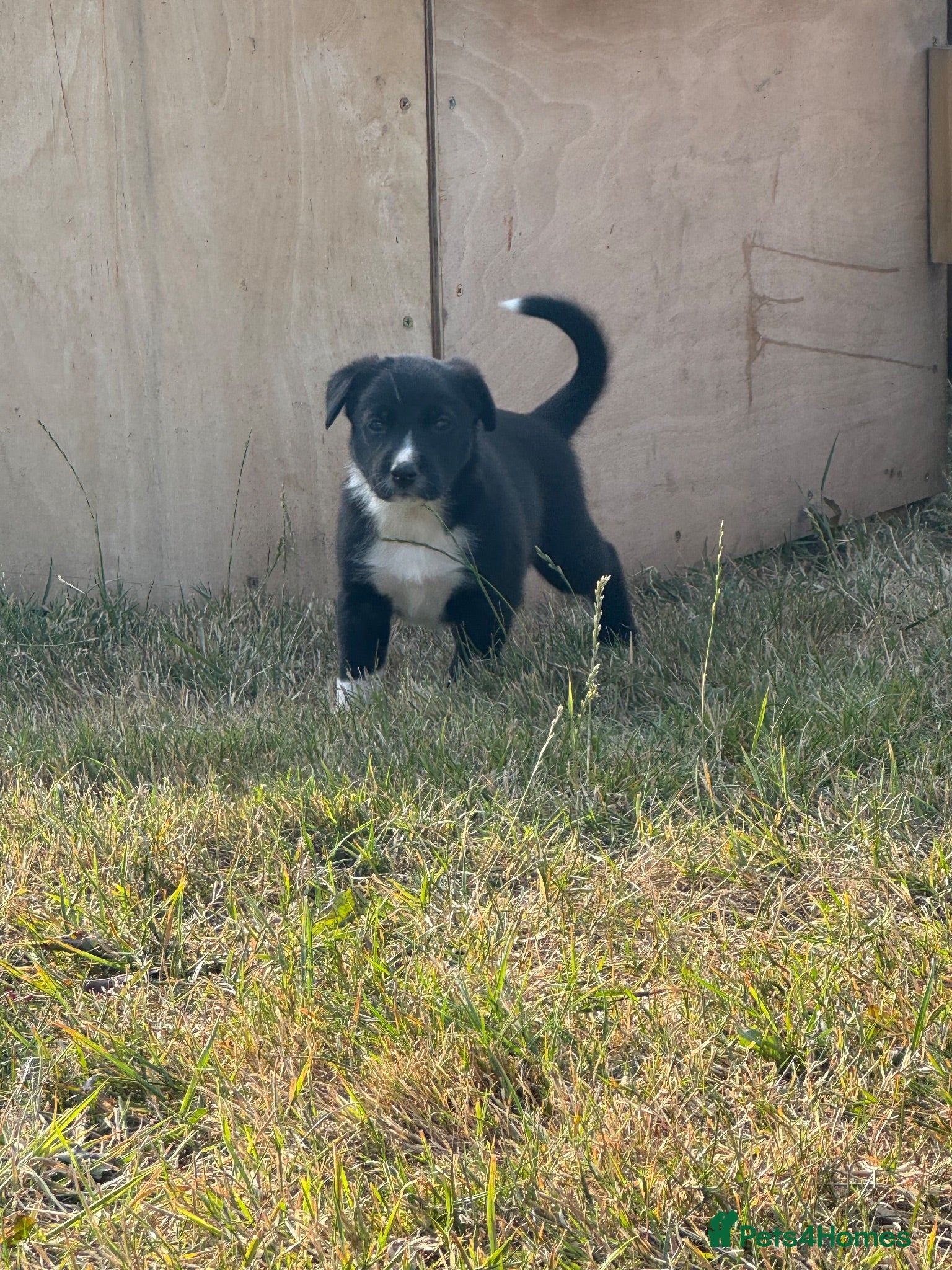 Mixed Breed dogs Collie puppy’s  - Advert 11