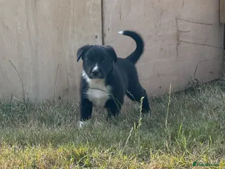 Mixed Breed dogs Collie puppy’s - Advert 11