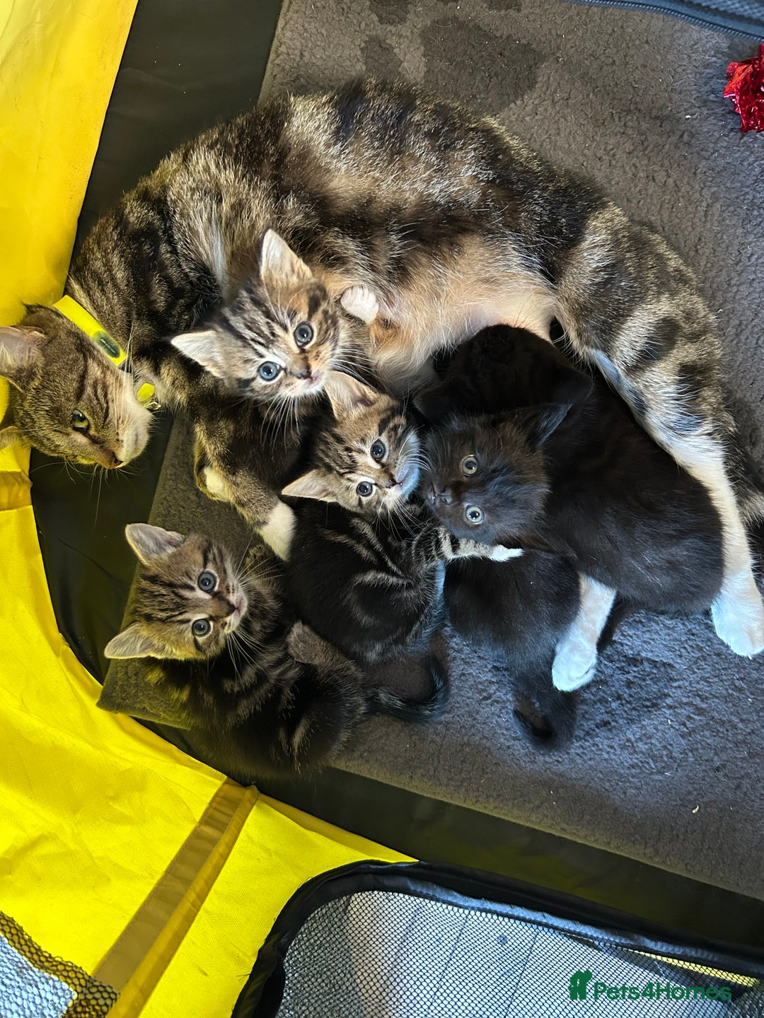 Norwegian Forest Cat cats for sale: Norwegian forest cross kittens super fluffy  - Advert 5