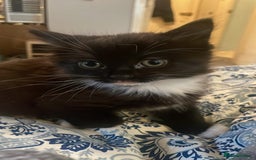 Domestic Shorthair cats for sale: 4 medium/longhair kittens,3 tuxedo 1 tortoiseshell - Advert 7