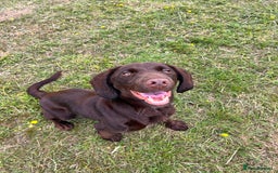 Mixed Breed dogs for sale: Bonnie, 9 months old - Image 2