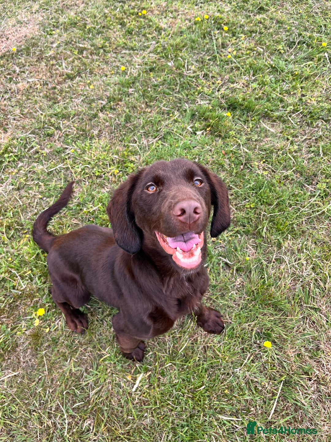 Mixed Breed dogs for sale: Bonnie, 9 months old - Image 2