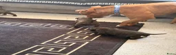 Staffordshire Bull Terrier dogs for sale: Beautiful litter of Staffy pups   - Advert 8
