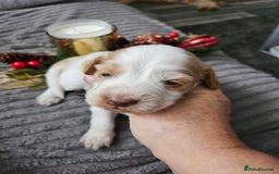 Cockapoo dogs for sale: F2 cockerpoo puppies  - Image 2