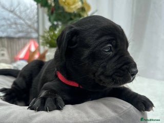 Labrador Retriever dogs Unique Happy,Healthy beautiful angels well trained - Advert 16