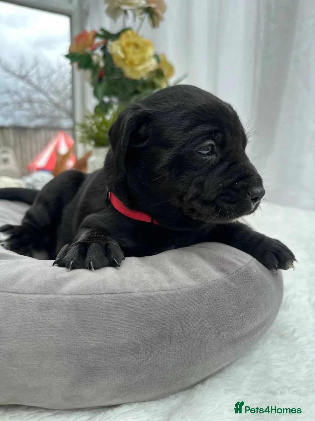 Labrador Retriever dogs for sale: Unique Happy,Healthy beautiful angels well trained - Advert 2