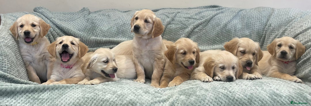 Golden Retriever dogs for sale: Quality Litter Of KC Reg Golden Retriever Puppies  - Image 9