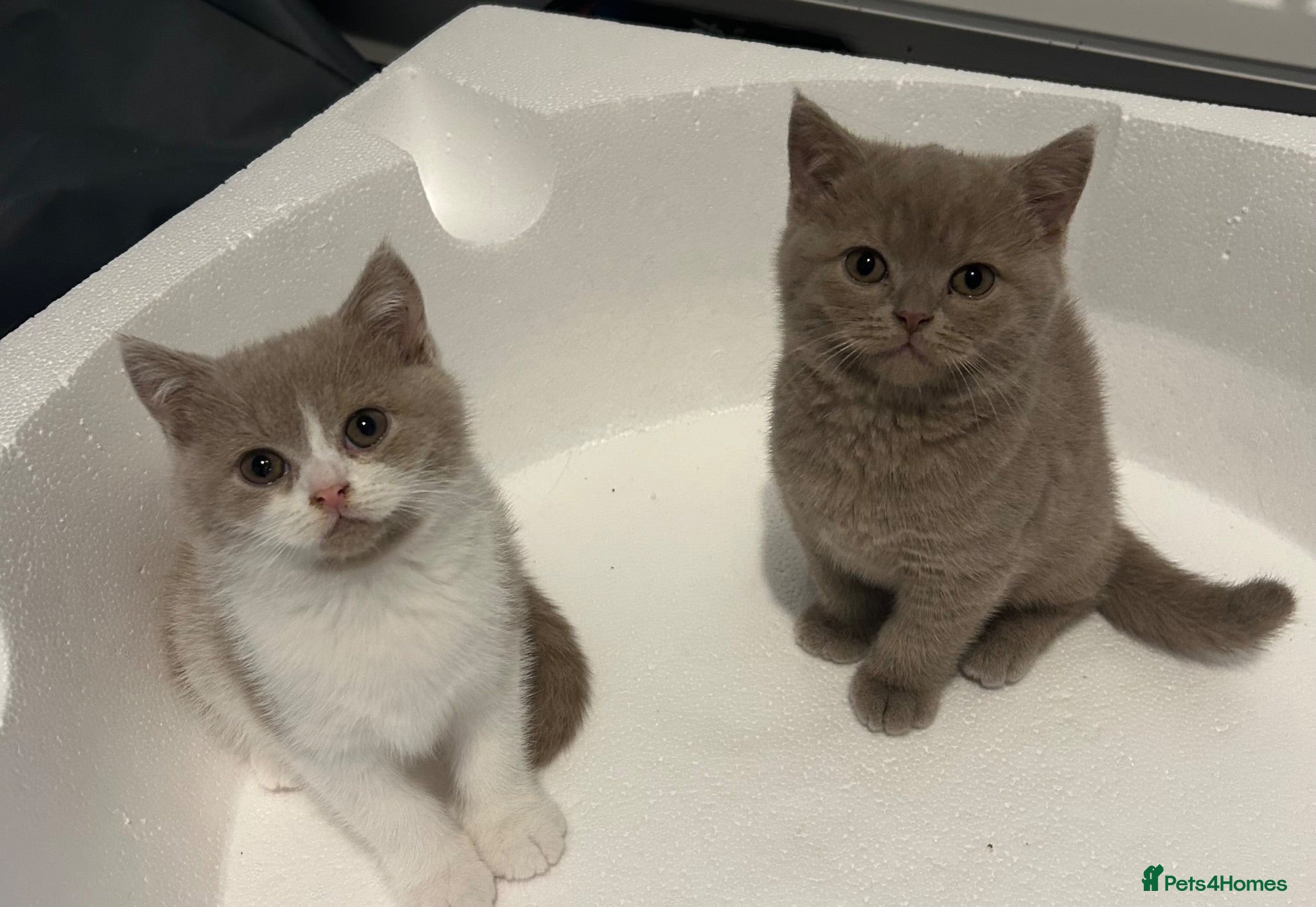 British Shorthair cats GCCF British’s shorthair & longhair - Advert 1