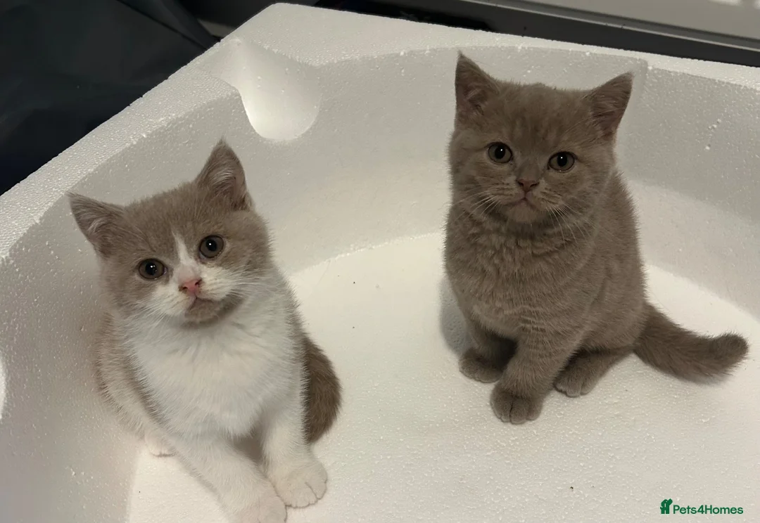 British Shorthair cats for sale: GCCF British’s shorthair & longhair - Advert 1