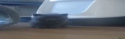 British Shorthair cats for sale: British Shorts  - Advert 4