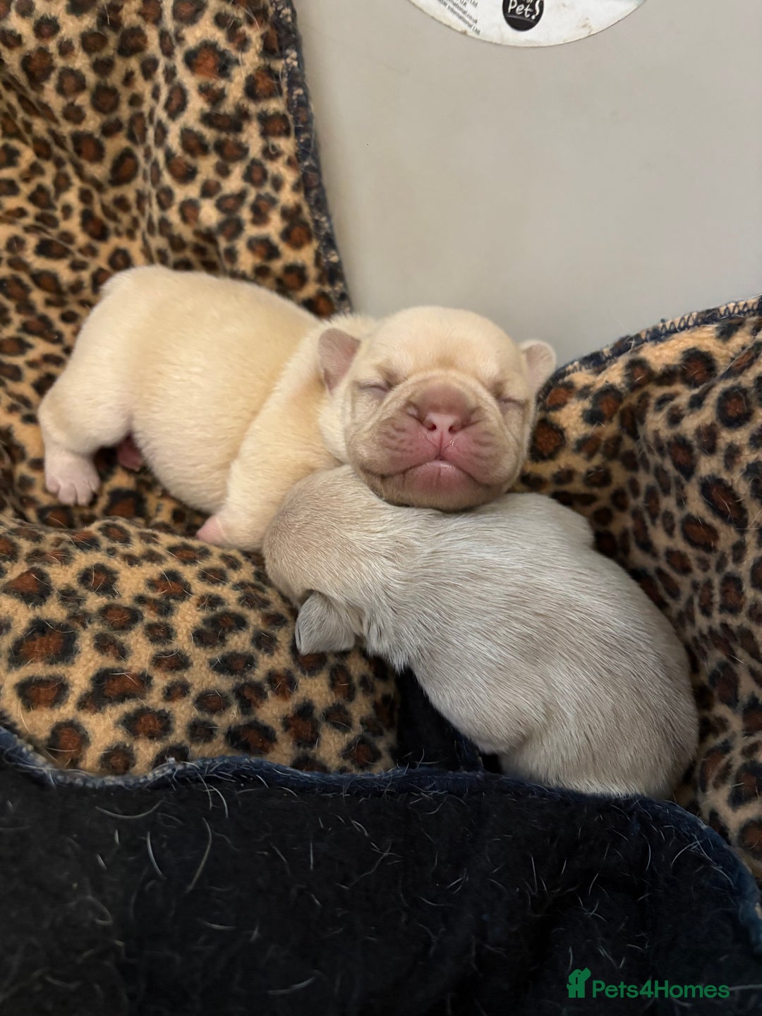 French Bulldog dogs for sale: French bulldog girl - Advert 6