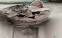 British Shorthair cats for sale: Champion Line Gorgeous BritishShortHair Kittens 🩷 - Image 3