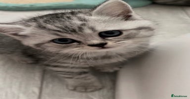 British Shorthair cats - Advert 2