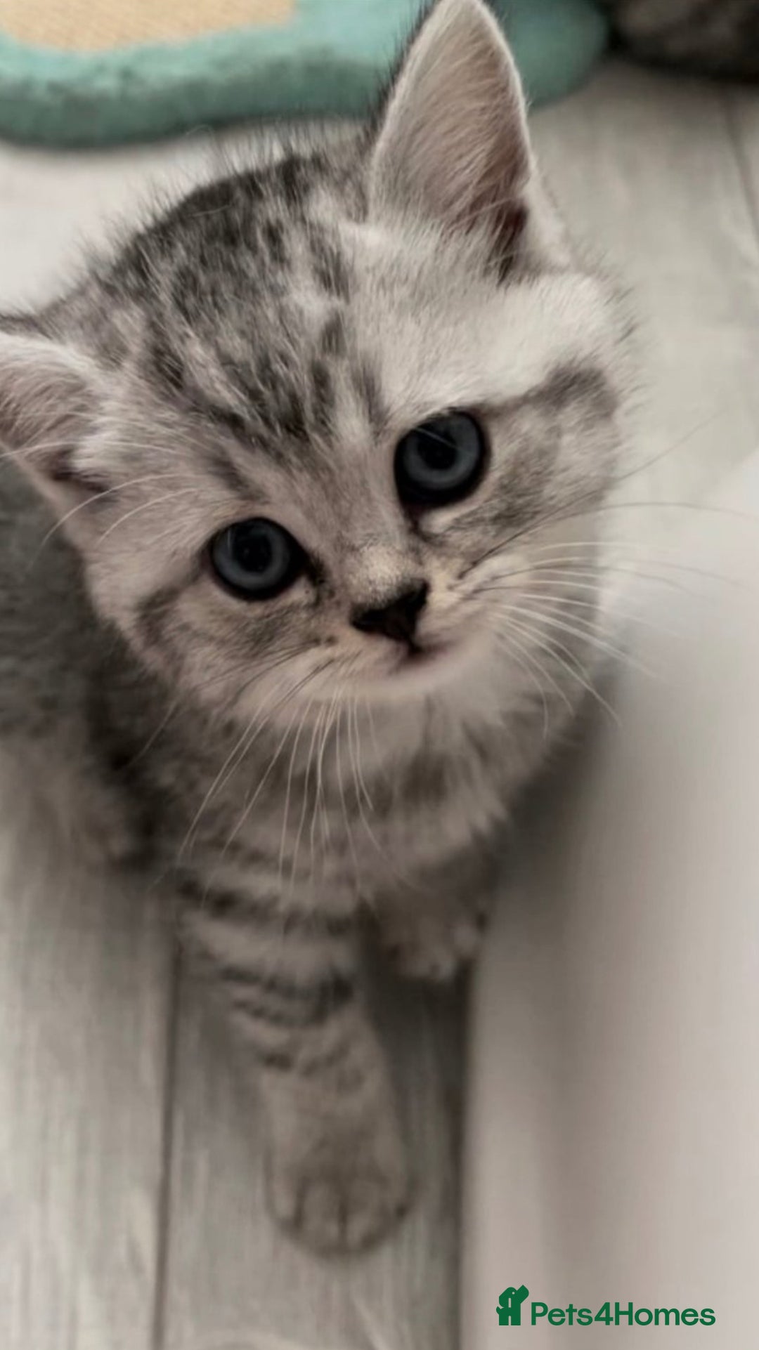 British Shorthair cats for sale: Champion Line Gorgeous BritishShortHair Kittens 🩷 - Image 3