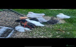 Chickens poultry for sale: Free Pekin cockerels and Pekin x - Image 4