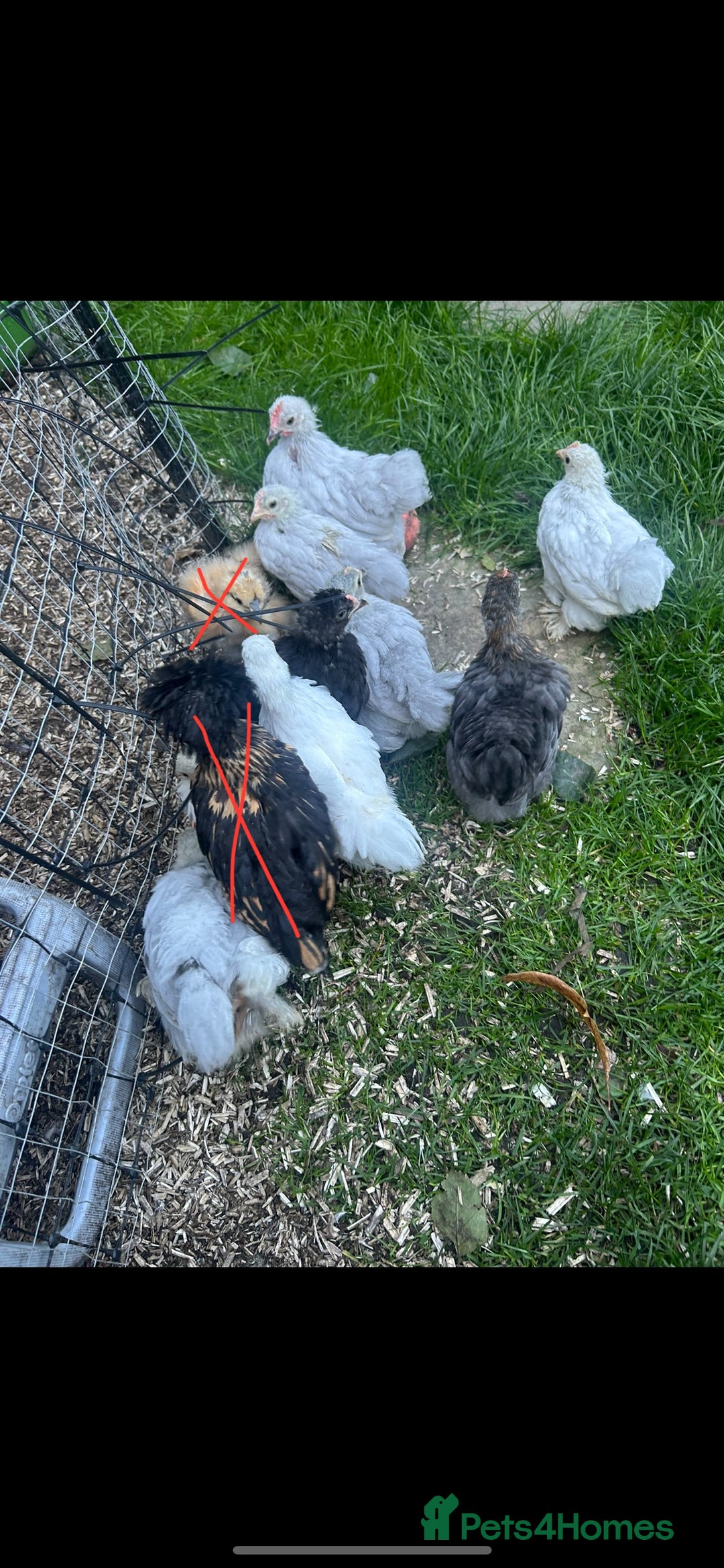 Chickens poultry for sale: Free Pekin cockerels and Pekin x - Image 4
