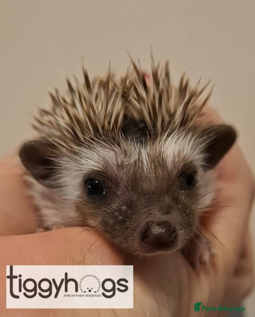 Pygmy Hedgehog rodents 2 handsome Males and 1 female  - Advert 1