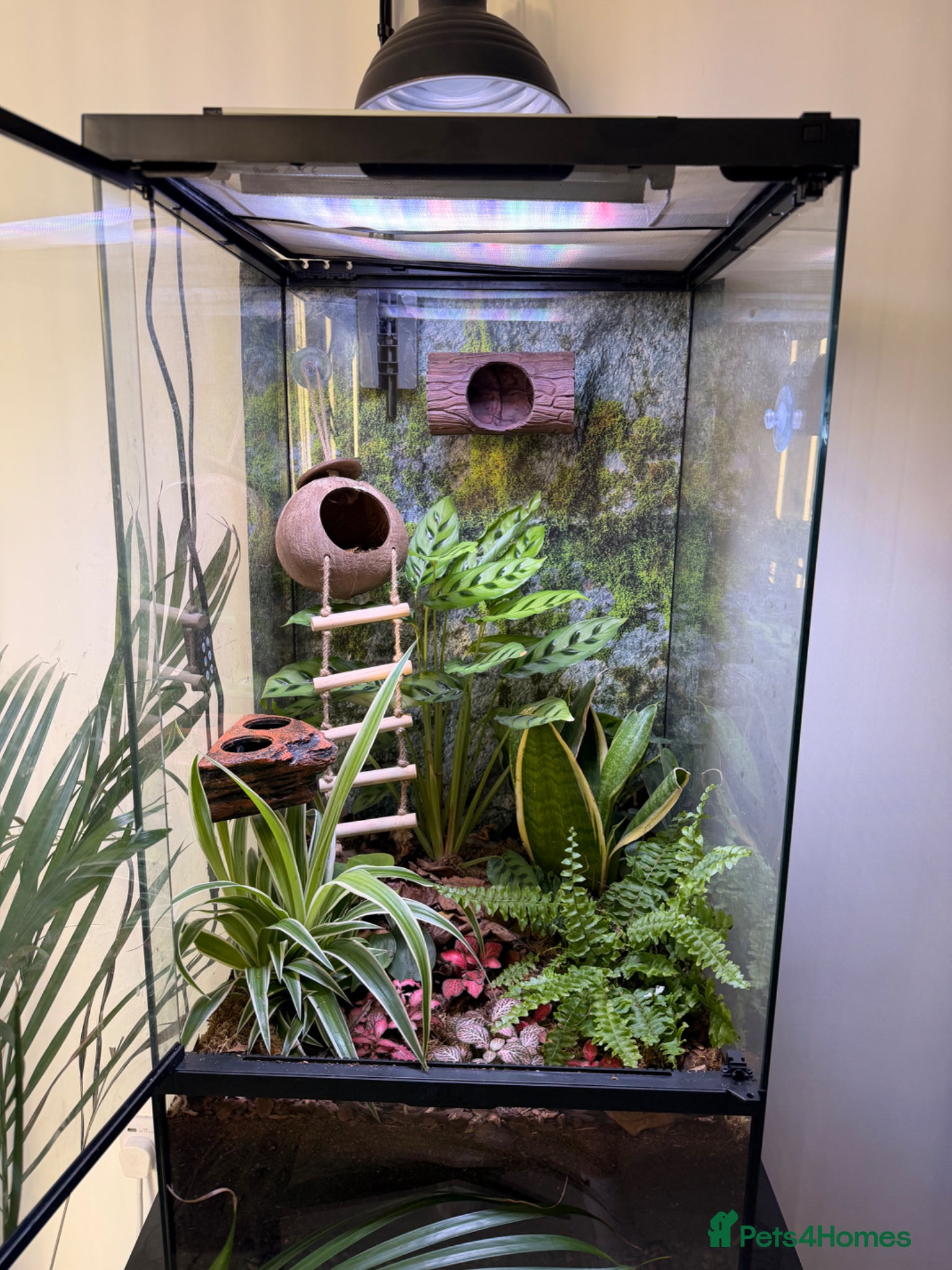 Gecko reptiles Bio active Viv £250 - Advert 13