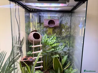 Gecko reptiles Bio active Viv £250 - Advert 13