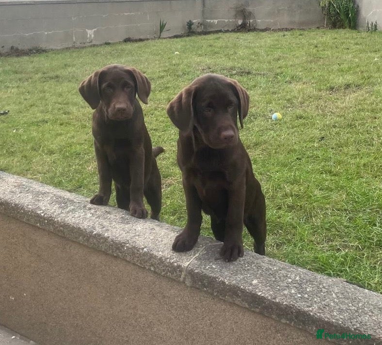 Labrador Retriever dogs ⭐️ 5 KC Female Chocolate Lab Puppies ⭐️ - Advert 2