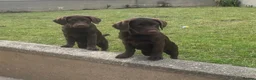 Labrador Retriever dogs for sale: ⭐️ 3 KC Female Chocolate Lab Puppies ⭐️ - Advert 1