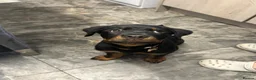 Rottweiler dogs for sale: Rottweiler female pup - Advert 2