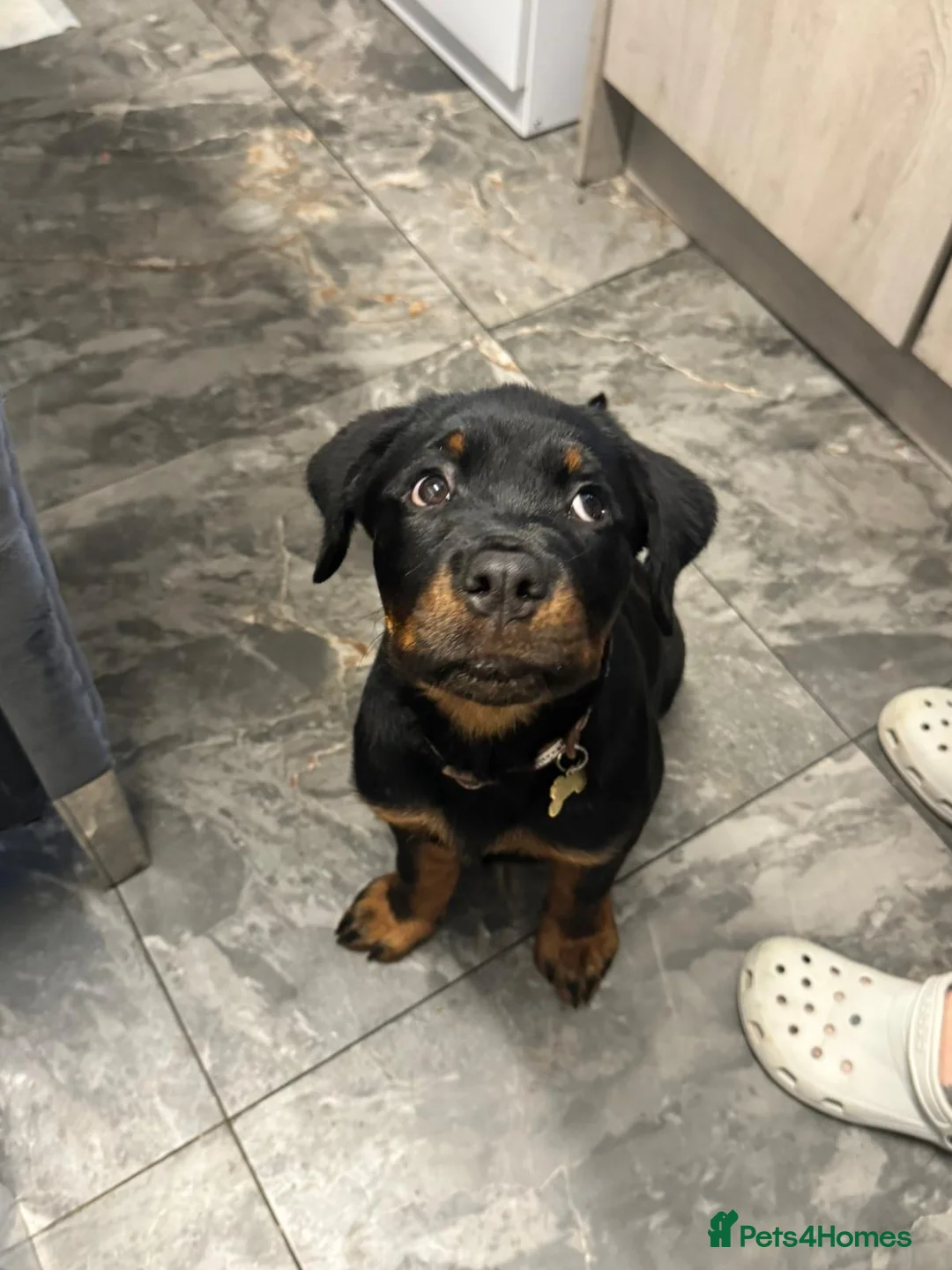 Rottweiler dogs for sale: Rottweiler female pup - Advert 2