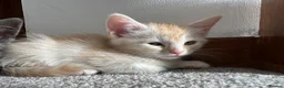 Mixed Breed cats for sale: Beautiful kittens - Advert 6