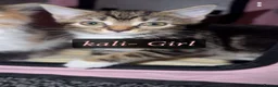 Mixed Breed cats for sale: 4 kittens and 1 cat for rehome in Bradford - Advert 5