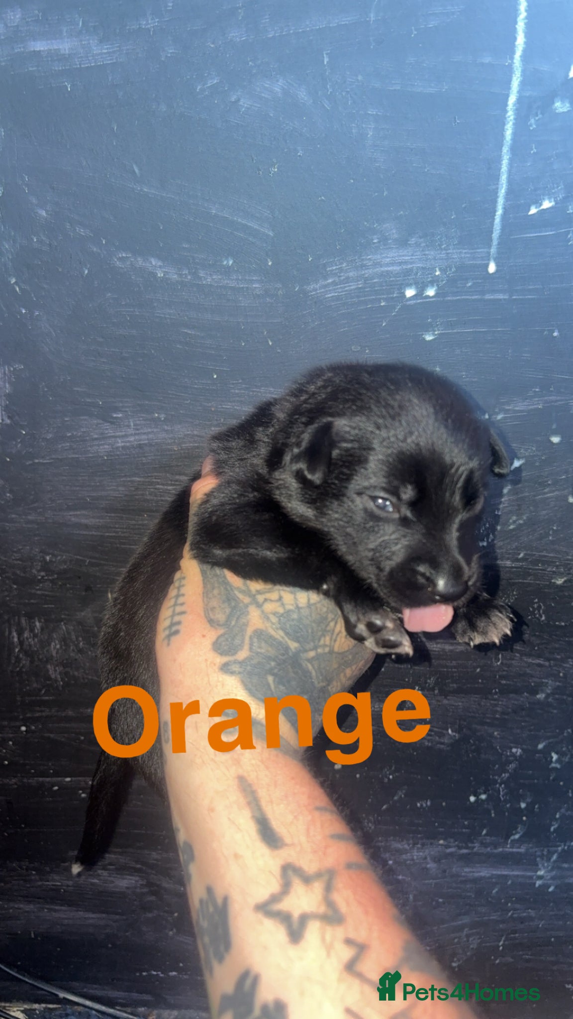 Mixed Breed dogs for sale: Mali X collie puppies - Advert 2