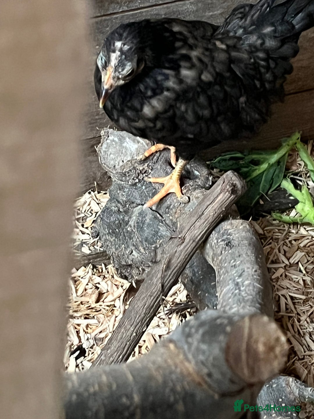 Chickens poultry for sale: Serama chicks from 12 to 24weeks - Advert 4