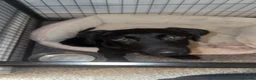 Labrador Retriever dogs for sale: Labour six month puppy  in Washington - Advert 2