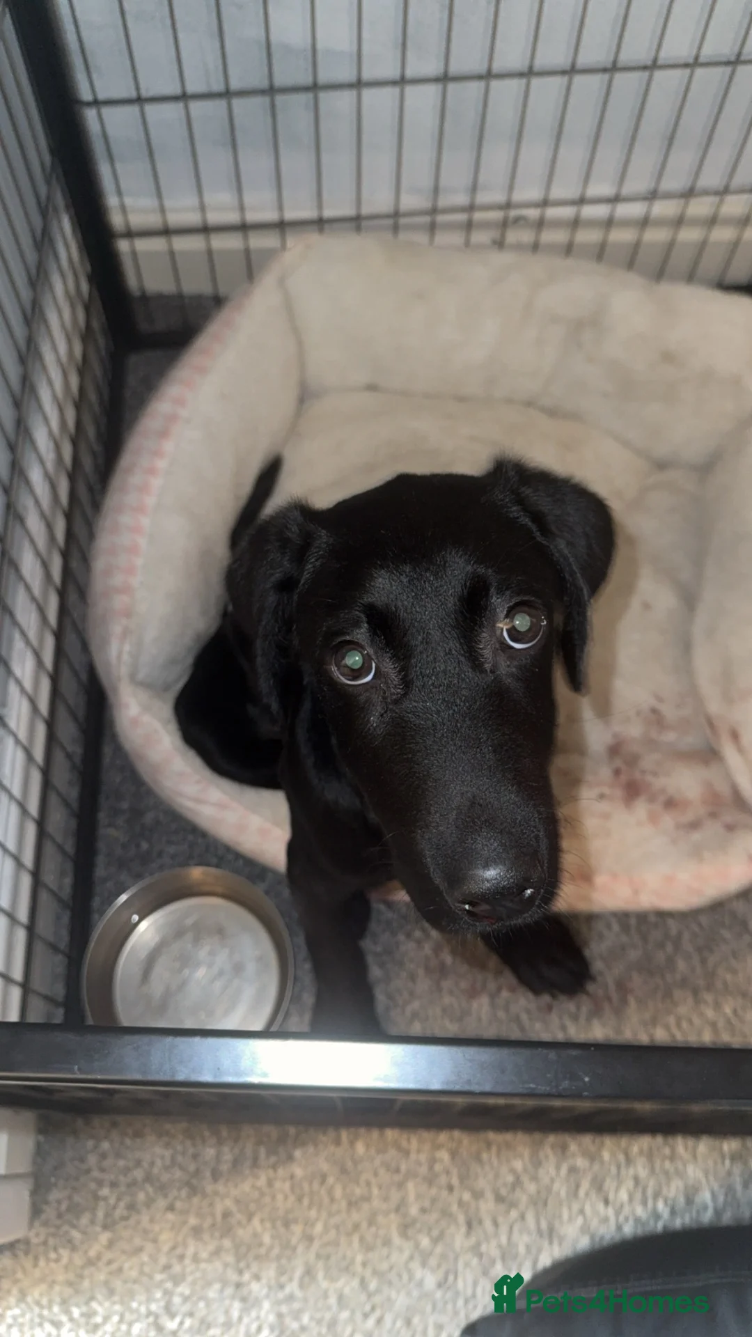 Labrador Retriever dogs for sale: Labour six month puppy  in Washington - Advert 2