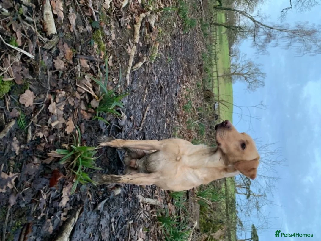 Labrador Retriever dogs for stud: PROVEN WORKING LAB STUD in Yeovil - Advert 6